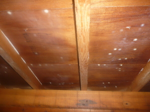 床下合板木材防カビ工事