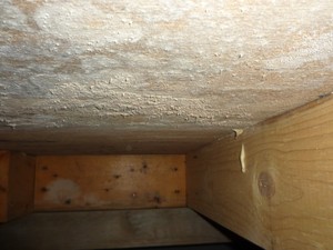 床下構造用合板カビ