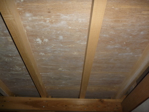 戸建住宅床下合板に繁殖しているカビ